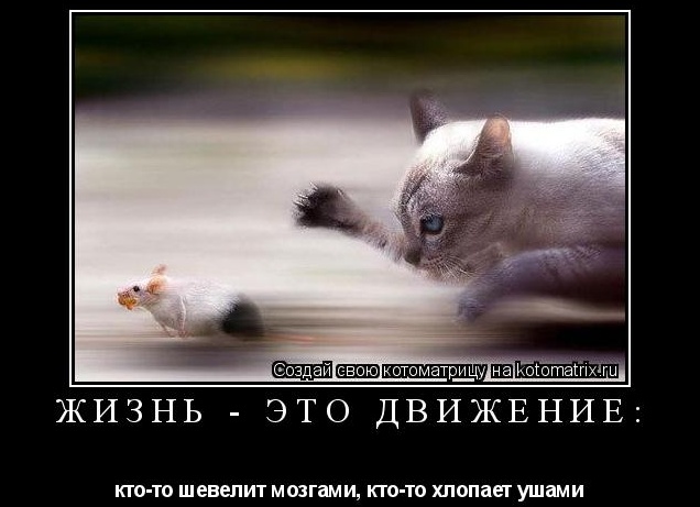 Жизнь - это движение: кто-то шевелит мозгами, а кто-то ушами! Двигайся в верном направлении