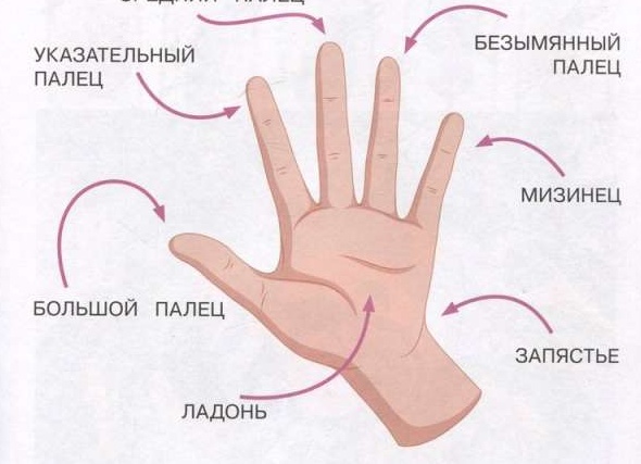 Логические задания для малышей 2-3 лет в виде теста (с ссылкой, где скачать)